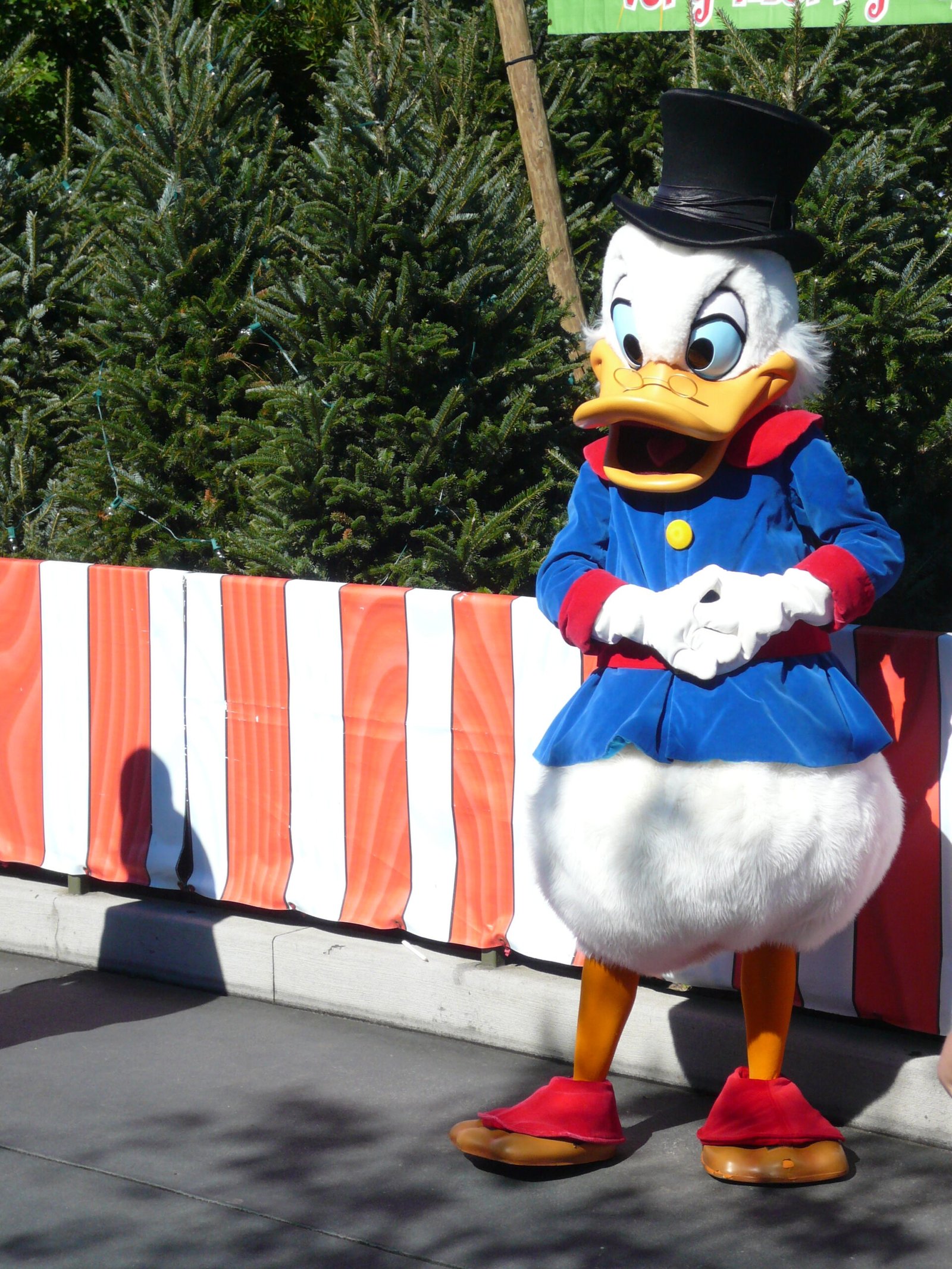 Personagem Tio Patinhas em cartola preta e casaco azul em encontro no Walt Disney World com árvores de Natal ao fundo