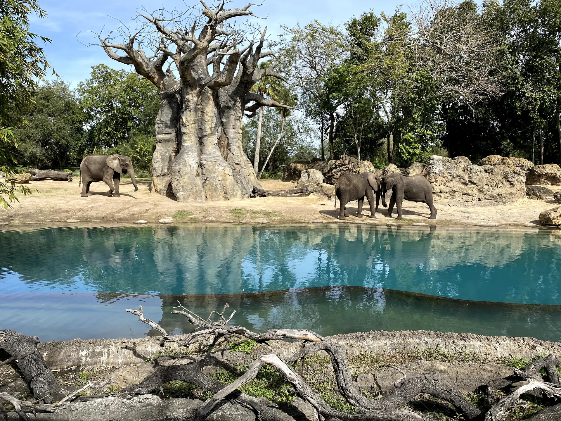 Elefantes no Kilimanjaro Safaris do Animal Kingdom