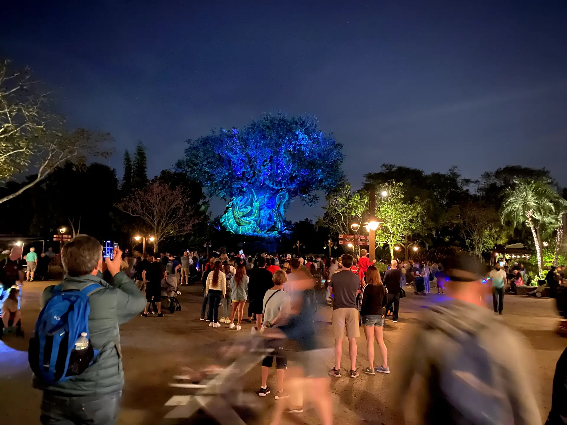 Árvore da Vida iluminada à noite no Animal Kingdom